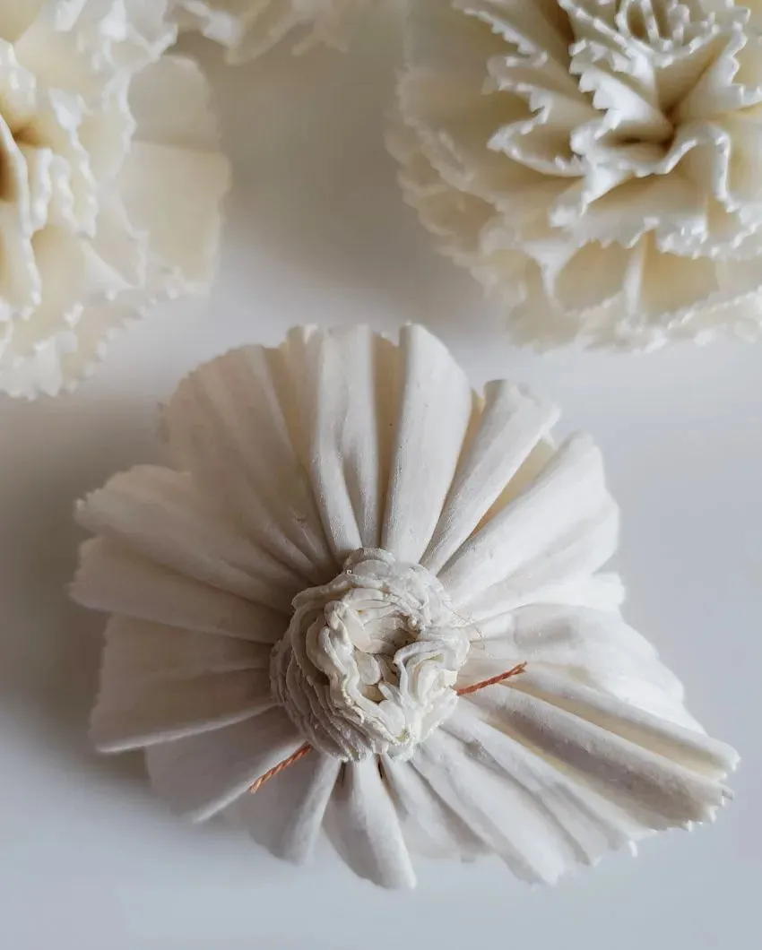 Blush Flush Sholapith DIY Flower Bunch | 1.33 feet |Vase Not Included | 40 Flower Heads