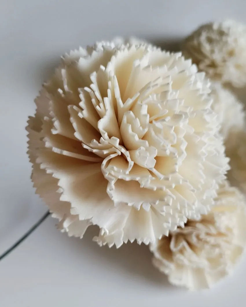 Blush Flush Sholapith DIY Flower Bunch | 1.33 feet |Vase Not Included | 40 Flower Heads