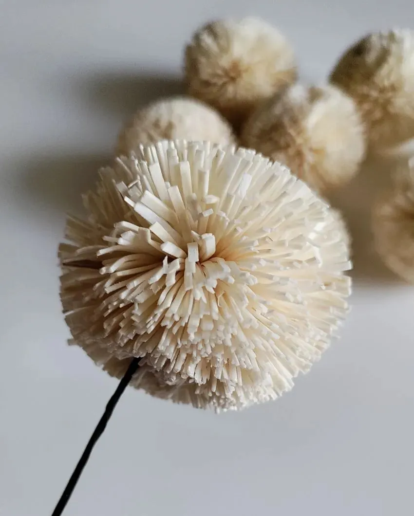 Blush Flush Sholapith DIY Flower Bunch | 1.33 feet |Vase Not Included | 40 Flower Heads