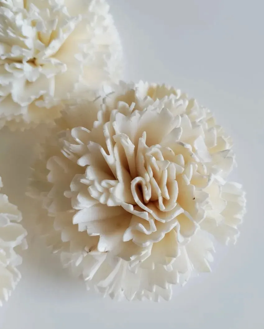 Blush Flush Sholapith DIY Flower Bunch | 1.33 feet |Vase Not Included | 40 Flower Heads